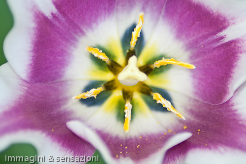 interno di tulipano