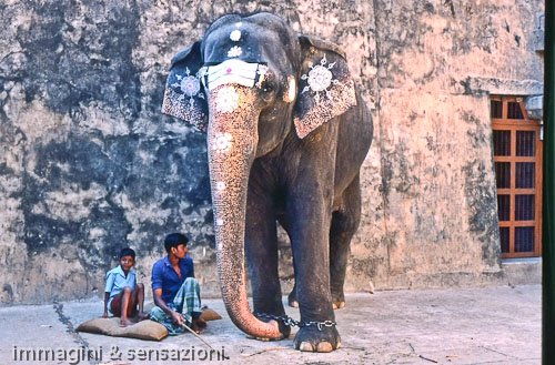 elefante sacro induista