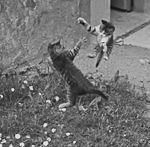 gatti che saltano