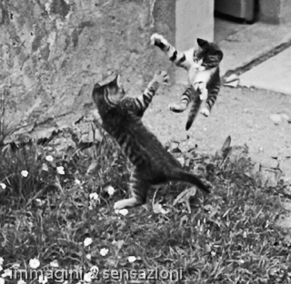 kung fu del gatto