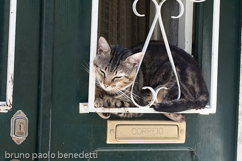 gatto sulla porta