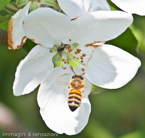 ape arriva su fiore