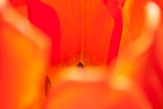 interno di tulipano