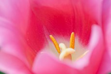 pistilli di tulipano
