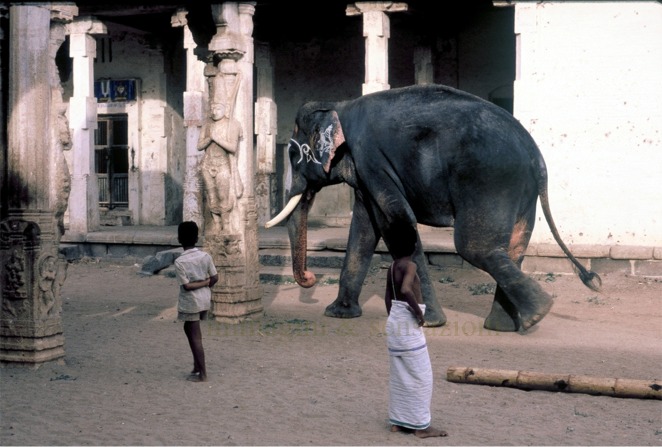 elefante a passeggio