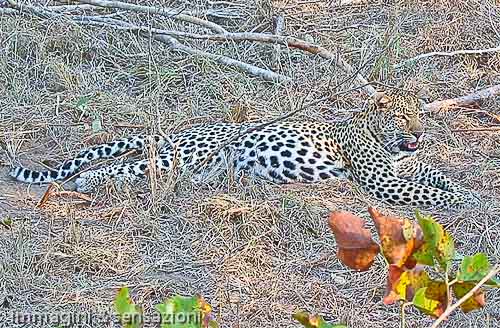 leopardo a terra